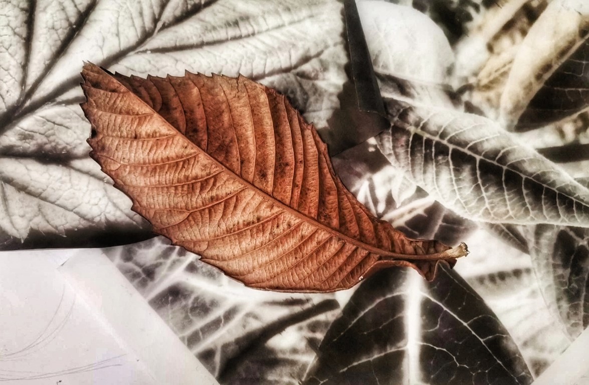 Leaves and Nature